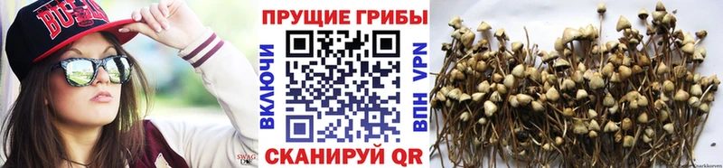 Галлюциногенные грибы GOLDEN TEACHER  mega tor  Хасавюрт  купить  